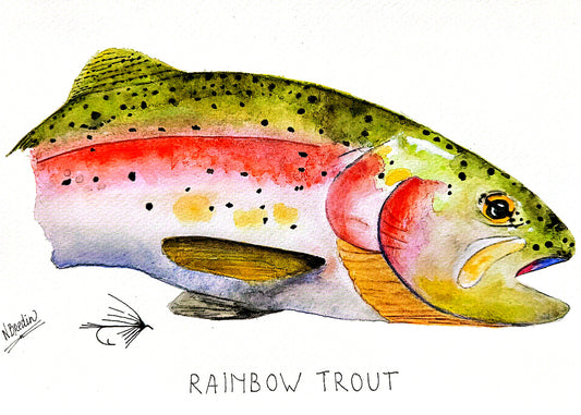 Rainbow Trout v2 Watercolor Wall Art, 8x10 Print (unframed)