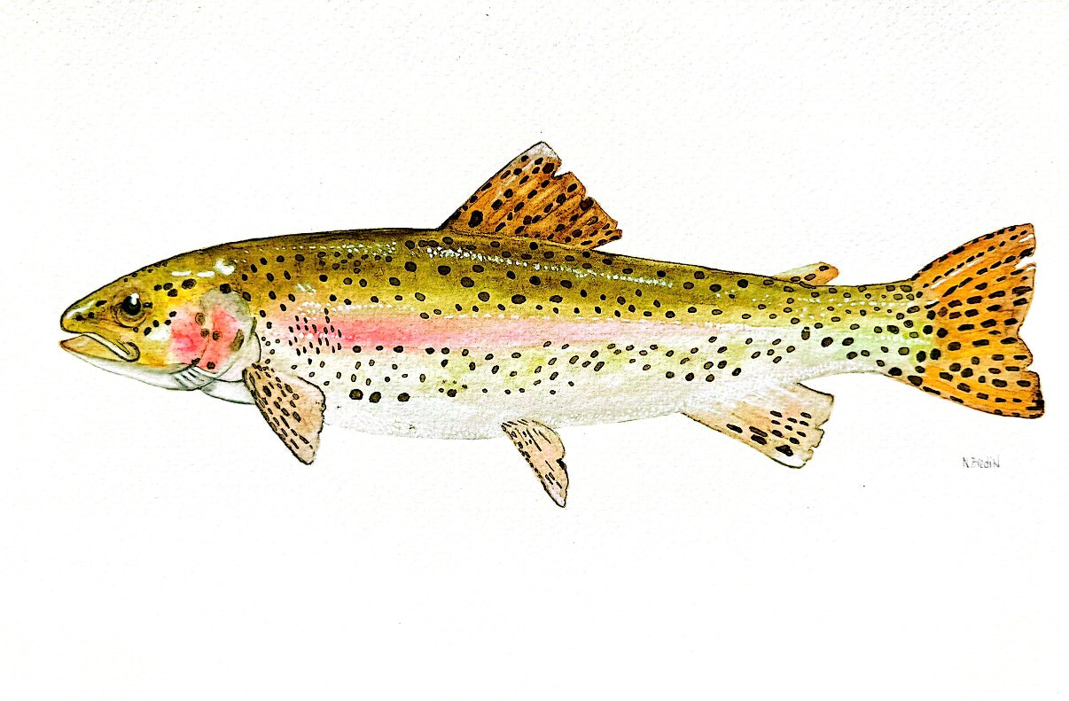 Rainbow Trout Watercolor Wall Art, 8x10 Print (Unframed)