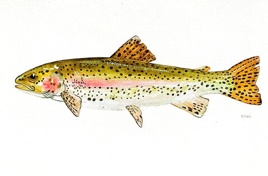 Rainbow Trout Watercolor Wall Art, 8x10 Print (Unframed)